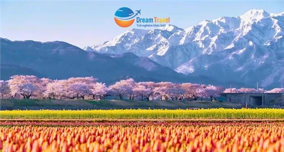 Tour Nhật Bản Cung Đường Romantic Mùa Hoa Anh Đào 2026